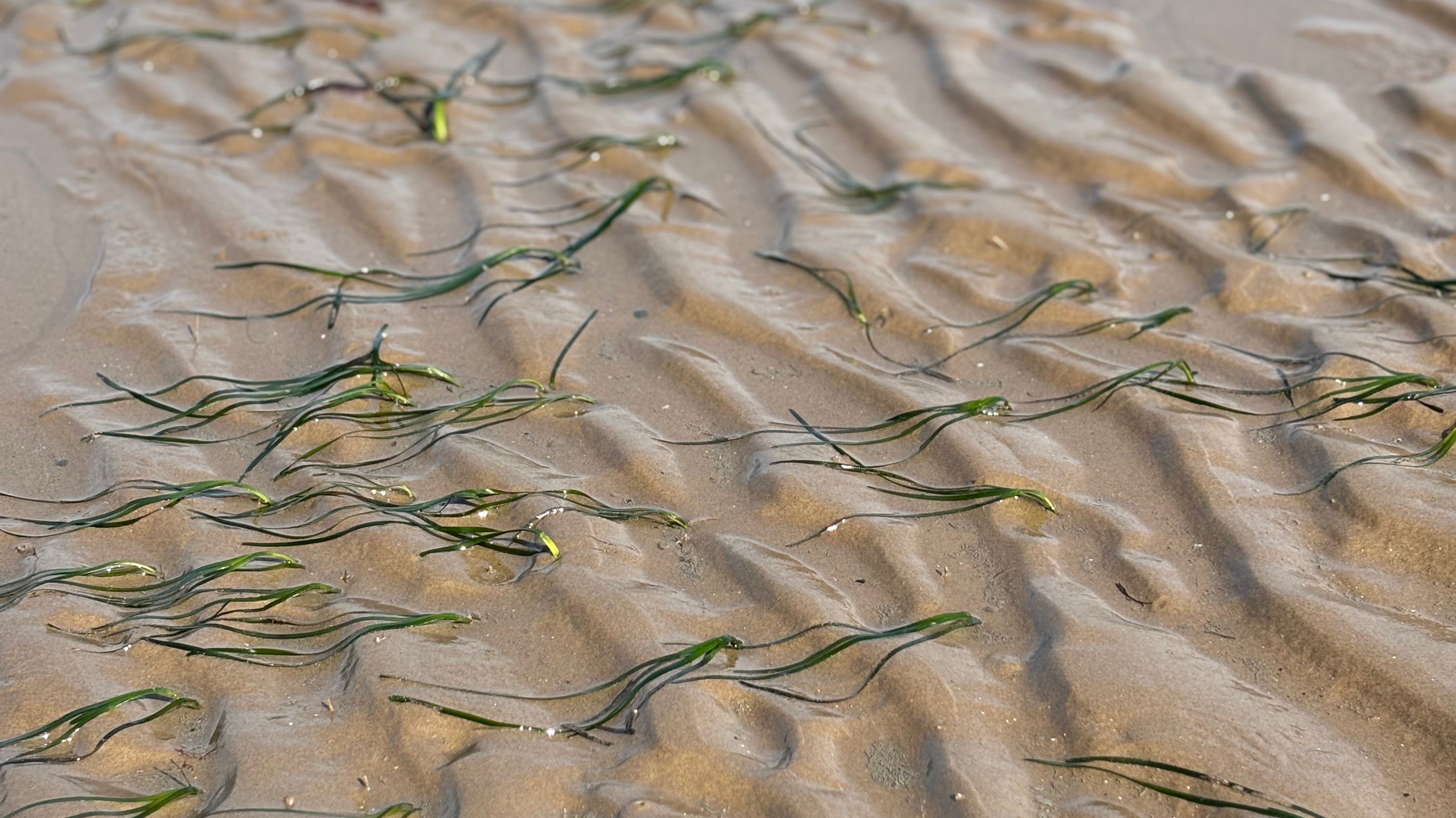 Sea Grass spotting