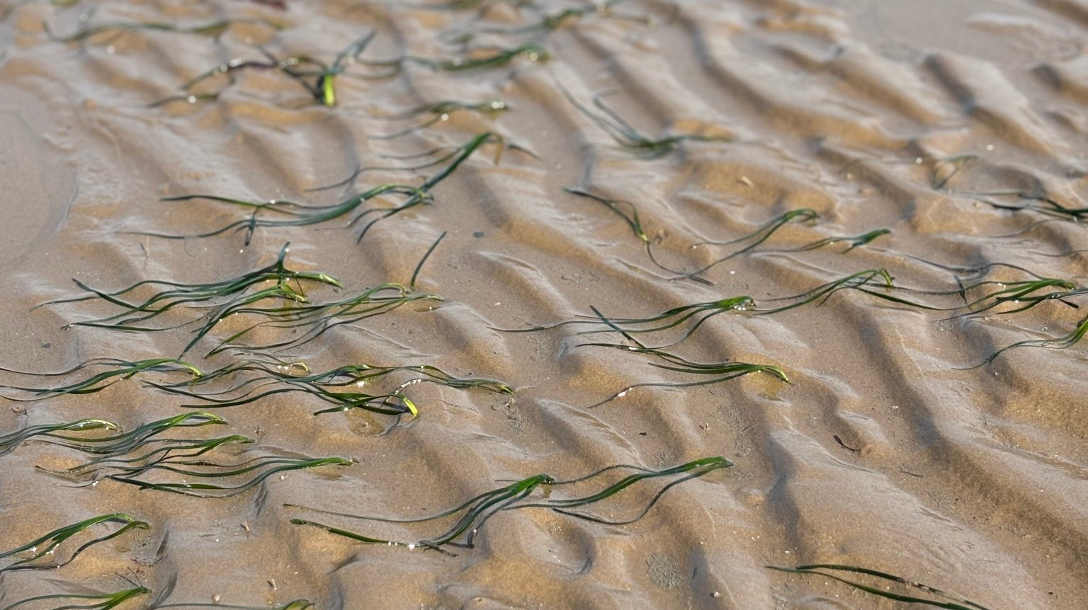 Sea Grass spotting - Harth Chocolate