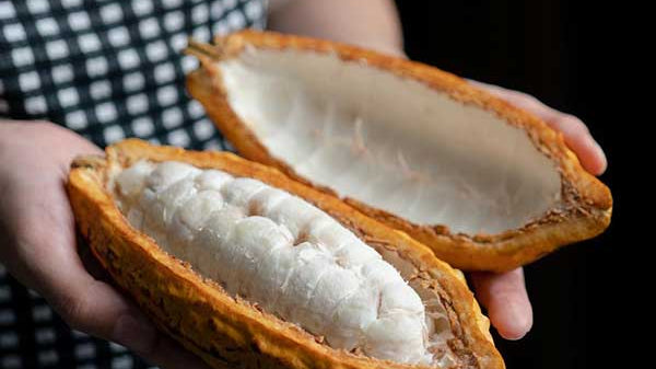 What Is Unalkalised Cocoa? (And Why It Matters) - Harth Chocolate