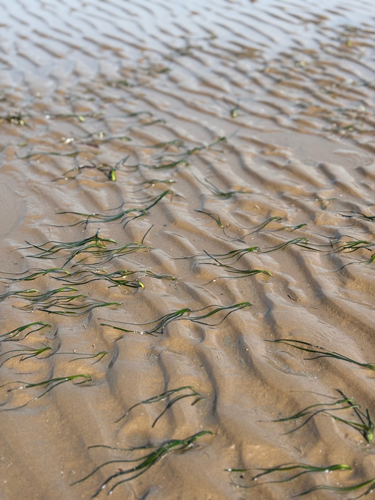 Sea Grass spotting - Harth Chocolate